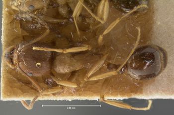 Media type: image; Entomology 20608   Aspect: habitus dorsal view